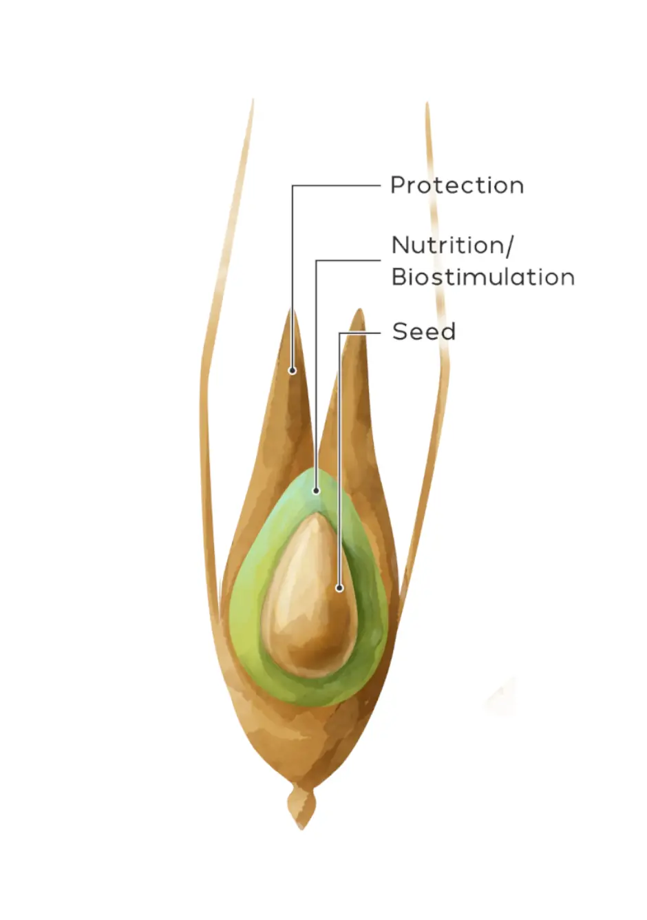 DIAGRAM_2.2.OBJECTIVE_Seeds_SUSBIOCROP