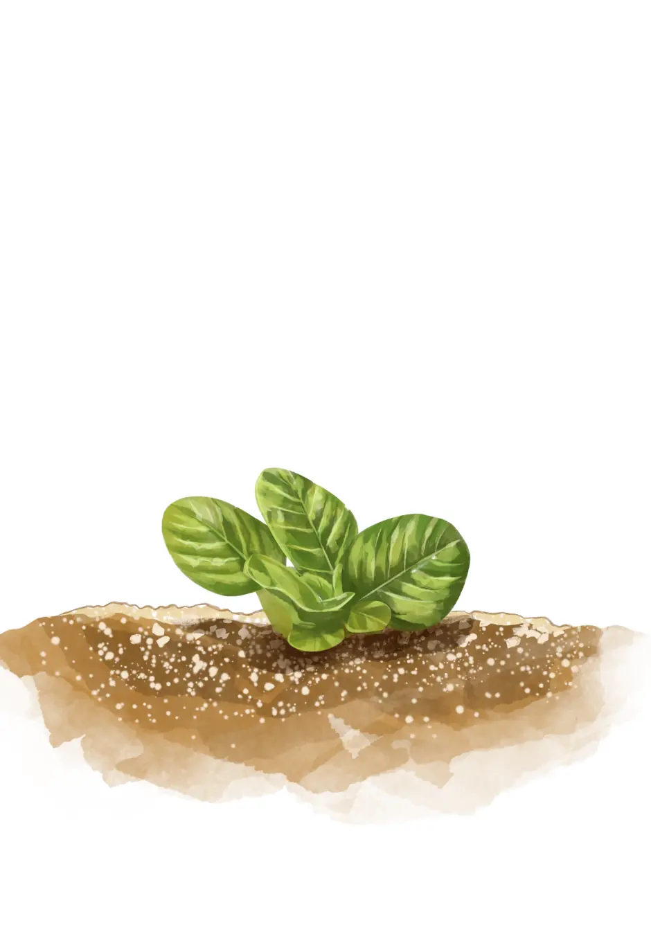 DIAGRAM_2.3.OBJECTIVE_Mulch_SUSBIOCROP